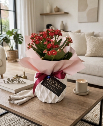 Kalanchoe Kırmızı