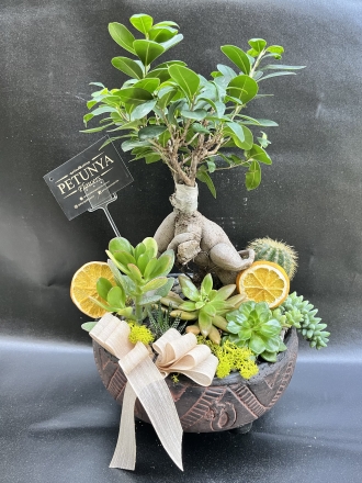 Bonsai ve Suculent